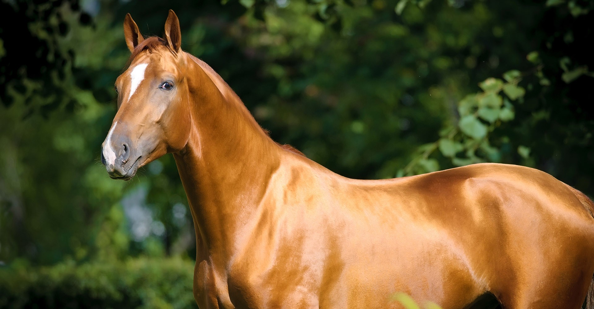 découvrez nos conseils essentiels pour le transport de chevaux. apprenez à assurer le bien-être de vos équidés lors de leurs déplacements, des astuces pratiques pour le chargement et le voyage, ainsi que les réglementations à respecter. transportez vos chevaux en toute sécurité et avec sérénité !