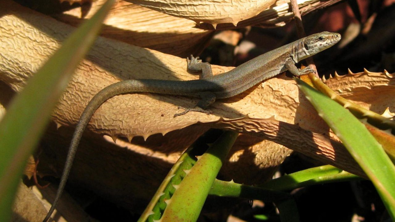 découvrez l'impact environnemental du groupe lézard, une entreprise engagée dans des pratiques durables et responsables. explorez nos initiatives pour préserver la biodiversité, réduire notre empreinte carbone et promouvoir une économie circulaire. ensemble, agissons pour un avenir plus vert.