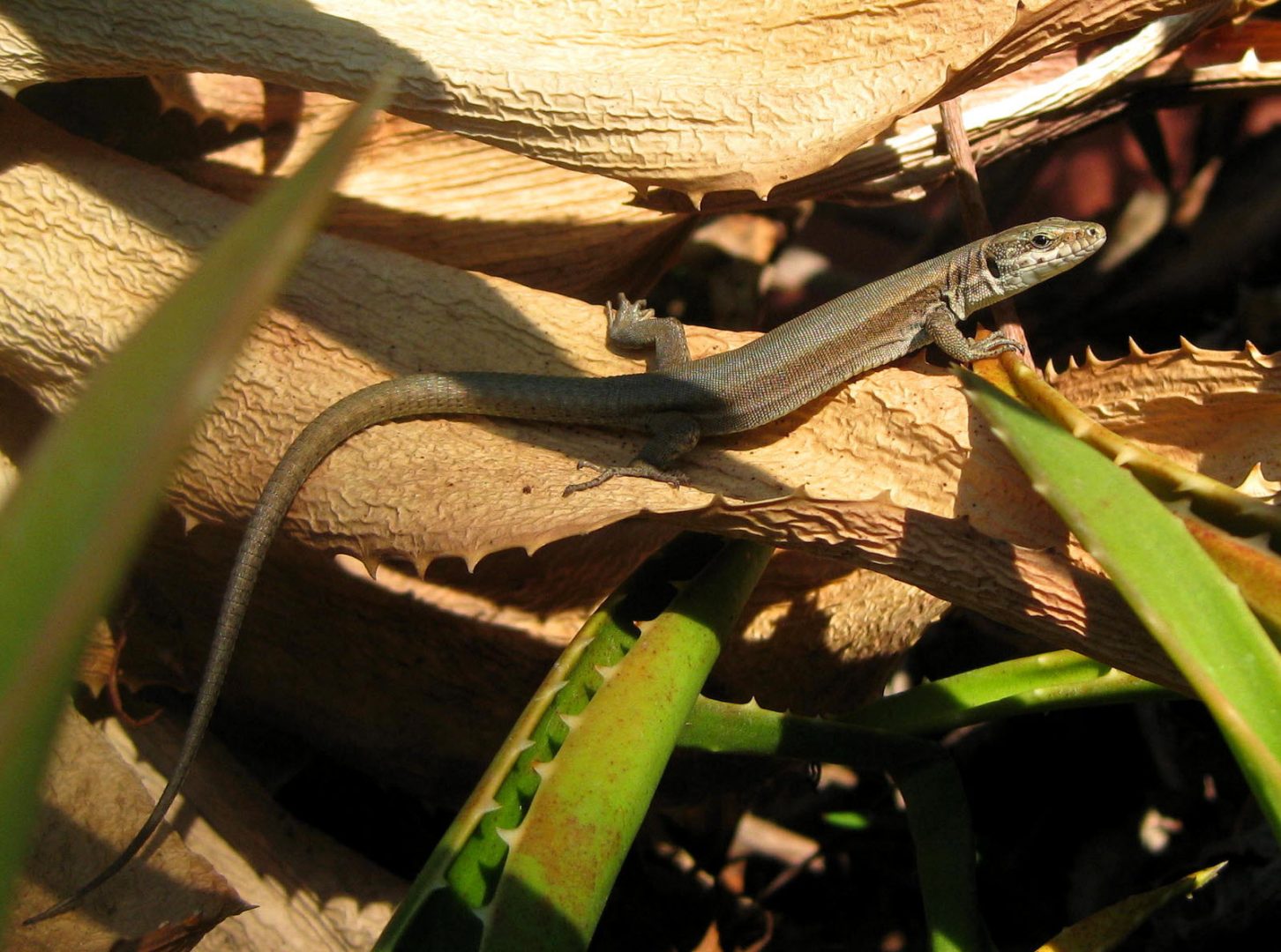 découvrez l'impact environnemental du groupe lézard, une entreprise engagée dans des pratiques durables et responsables. explorez nos initiatives pour préserver la biodiversité, réduire notre empreinte carbone et promouvoir une économie circulaire. ensemble, agissons pour un avenir plus vert.