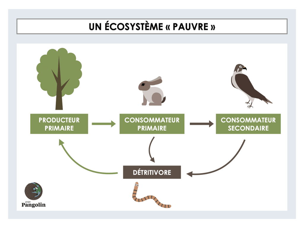 découvrez comment les écosystèmes jouent un rôle vital dans la préservation de la biodiversité. explorez les interrelations entre les espèces, leur habitat et l'importance des écosystèmes sains pour maintenir l'équilibre naturel.