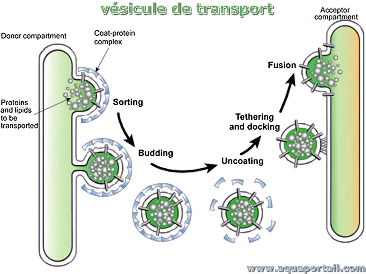 découvrez la définition du transport, un concept clé qui englobe tous les moyens et méthodes permettant de déplacer des personnes et des marchandises d'un lieu à un autre. apprenez les différents types de transports, leurs enjeux et leur importance dans notre société moderne.