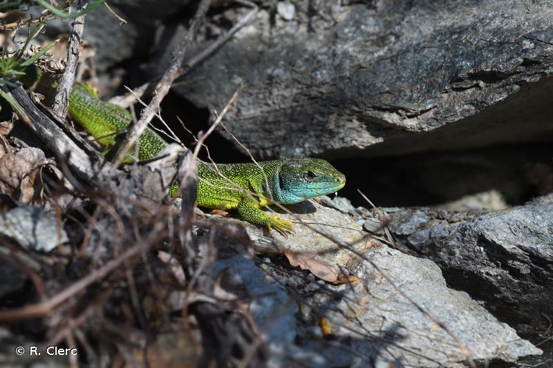 découvrez l'impact environnemental du groupe lézard, engagé dans des pratiques durables et responsables pour réduire son empreinte écologique tout en préservant la biodiversité. explorez nos initiatives et partenaires pour un avenir plus vert.