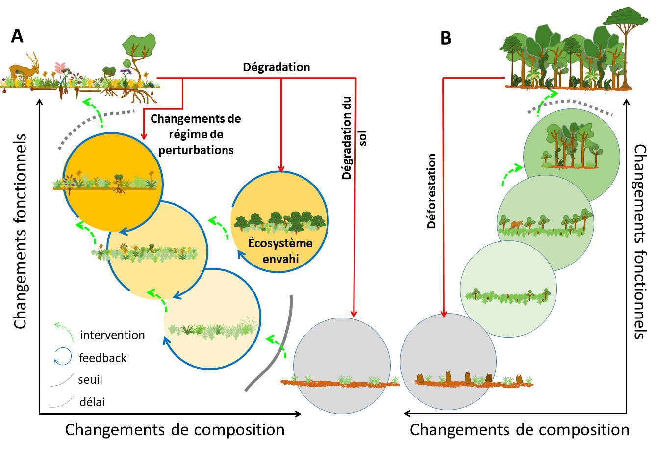 découvrez l'importance cruciale des écosystèmes dans le maintien de la biodiversité. explorez comment ces systèmes interconnectés soutiennent la vie, favorisent la diversité des espèces et contribuent à l'équilibre de notre planète.