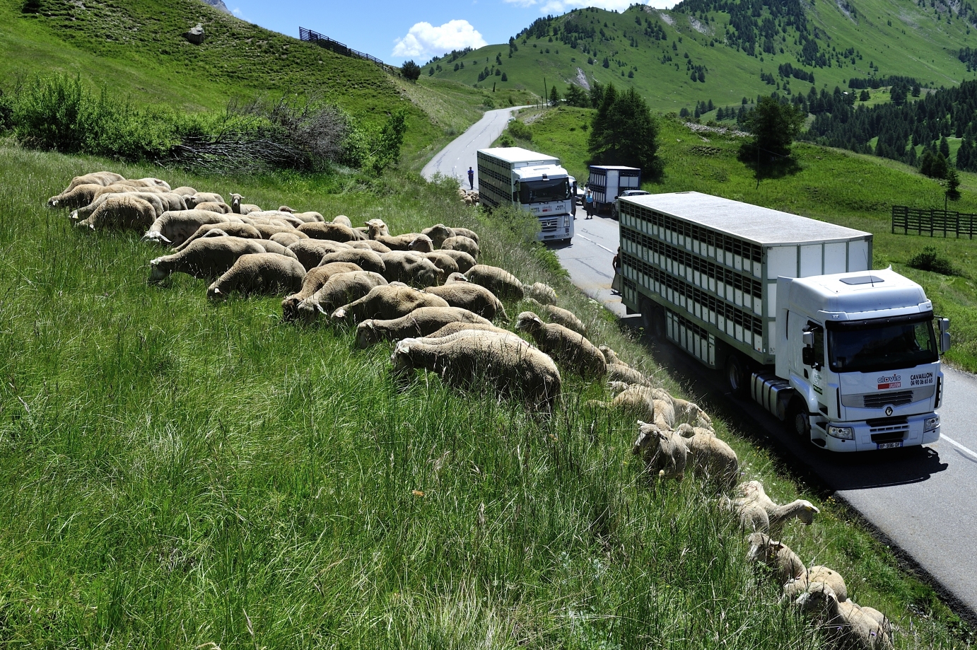 découvrez nos solutions de transport sécurisé pour chèvres, alliant confort et rapidité. confiez-nous vos animaux pour un voyage sans stress, adapté à leurs besoins spécifiques.